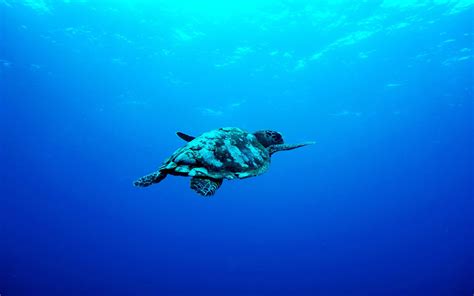 Download Aquatic Turtle In Deep Blue Ocean Wallpaper