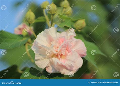 The Hibiscus Mutabilis Flower At The Garden Stock Image Image Of