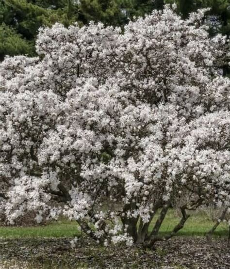 Magnolia Gwia Dzista Waterlily W Donicy Drzewka Faworytka Pl