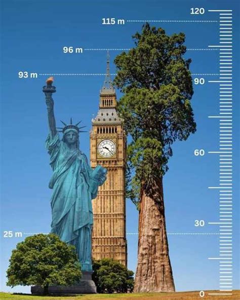 Hyperion: the Tallest Tree in the World - Wisata Diary