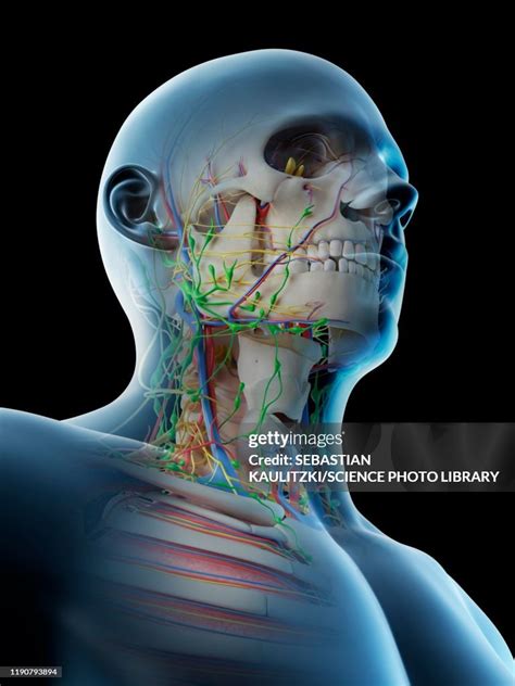 Head And Neck Anatomy Illustration High Res Vector Graphic Getty Images