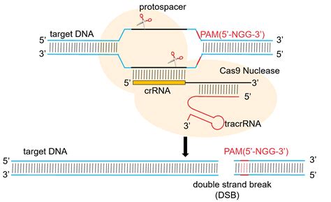 Characteristics And Applications Of Crisprcas9 Accegen