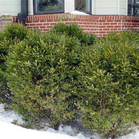 Winter Gem Boxwood Shrubs For Sale At Arbor Day S Online Tree Nursery