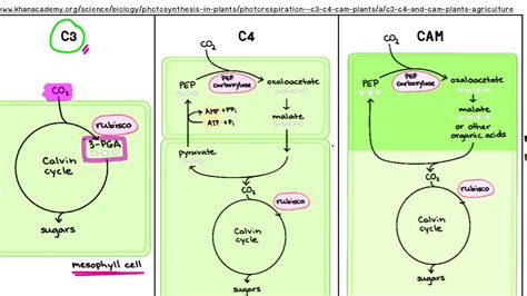 Tumbuhan C3 C4 Dan Cam
