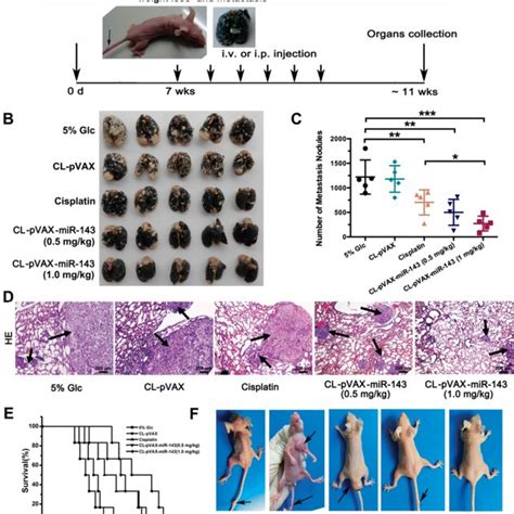 Systemic Delivery Of Cl Pvax Mir Inhibited Experimental Lung