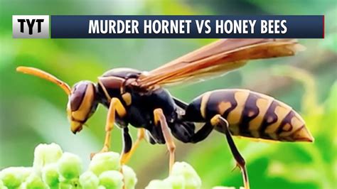 The Truth About Murder Hornets Youtube