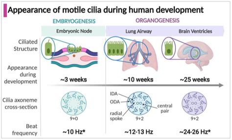 Cilia On A Cell