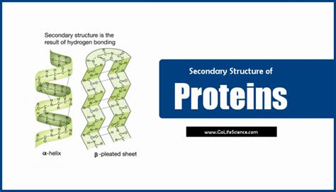 What are the Secondary Structure of Proteins?