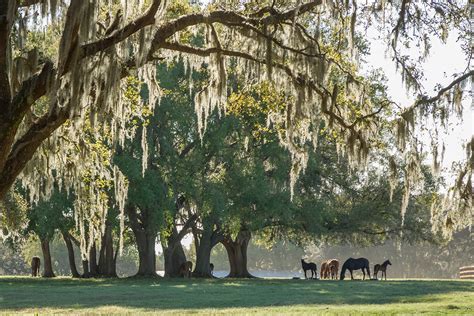 10 Fun Facts About Gray Horses - Hoofpick Life