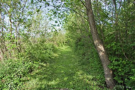 Bog Meadow Brook Trail Photograph By Lise Winne Fine Art America