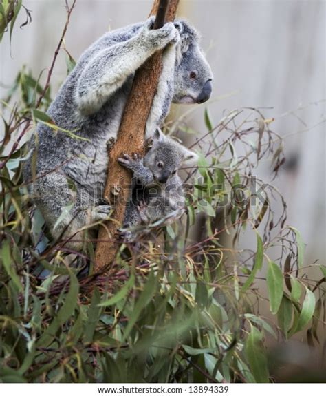 Tiny Koala Joey: Over 1 Royalty-Free Licensable Stock Photos | Shutterstock