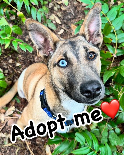 Creature Keeper Farm/Sanctuary | 🐾 Saved, Loved & Searching for their