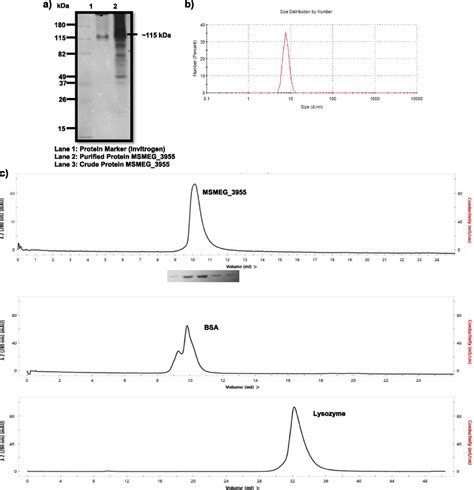 Polyacrylamide Gel Electrophoresis For Analysis Of The Presence Or Download Scientific Diagram