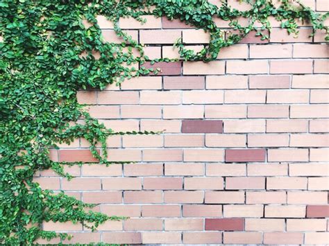 Premium Photo Ivy Growing On Brick Wall