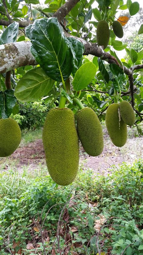 Warisan Petani Tanaman Nangka Nangka Siam