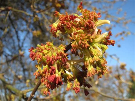 Box Elder Tree Facts Learn About Their Growth Lifespan And Uses