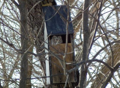 Screech Owl Box Placement Haus Design Ideen