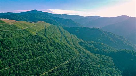 Pentingnya Kelestarian Hutan Bagi Masyarakat Dan Perekonomian Bisnis