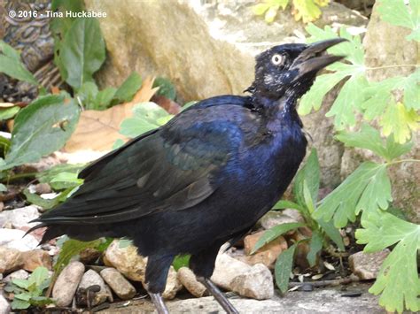 A Bird Tail | My Gardener Says…