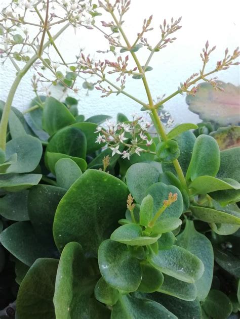 Crassula Multicava Plant Leaves Plants Garden