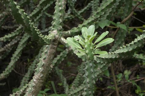 Euphorbia Neriifolia L Dinesh Valke Flickr