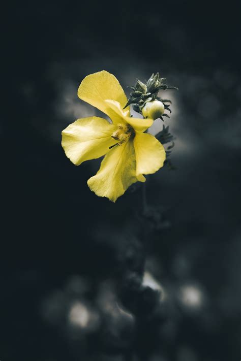 Yellow Flower Dark Free Photo On Pixabay Pixabay