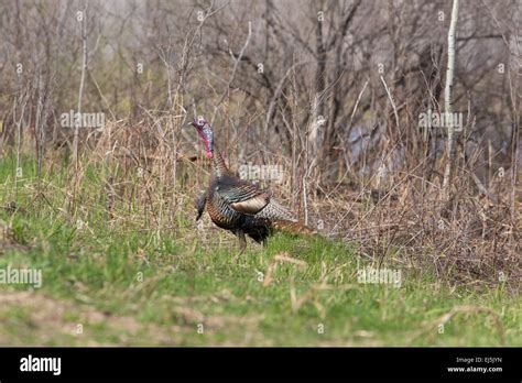 Eastern wild Turkey Stock Photo - Alamy