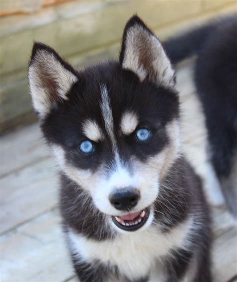 Chiot Elevage Of Watson Lake Eleveur De Chiens Siberian Husky