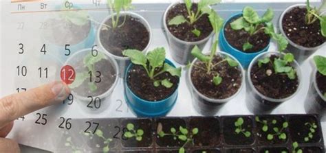 Садово – городні лайфхаки дачників з практичним досвідом: 45 ідей – Моє ...