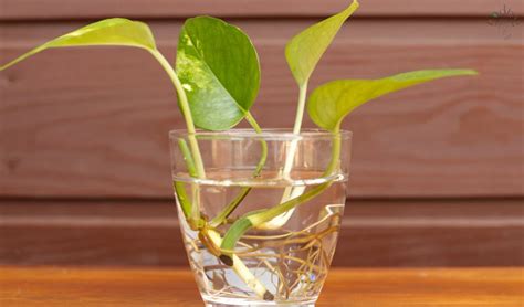 Neon Pothos Care Maintenance And Propagation Podhya