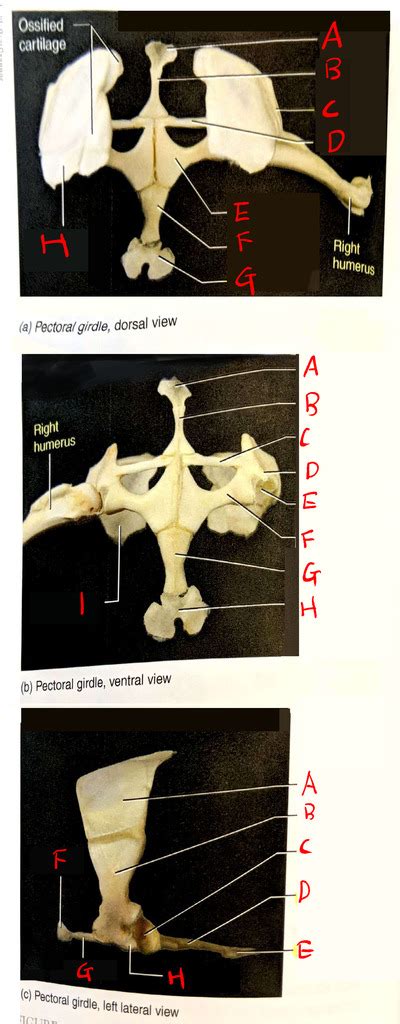 EEB263 frog pectoral gridle Diagram | Quizlet