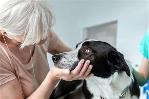 Euthanasia: Who decides that a pet is better off dead than alive?