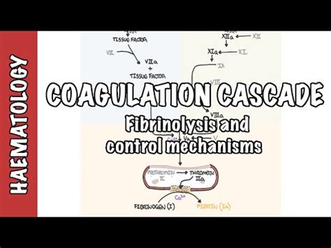 coagulation cascade  fibrinolysis clotting factors regulation