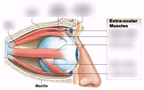 Eye Muscle Anatomy