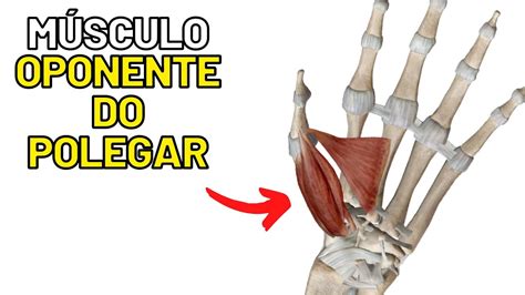 Músculo OPONENTE do polegar MIOLOGIA DA MÃO Aula de anatomia humana