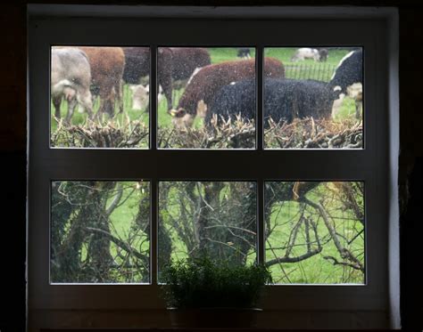 Waiting For The Cows To Come Home In The Rain Malthouse S