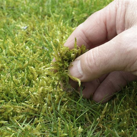 Moss In Lawns Aandl Great Lakes