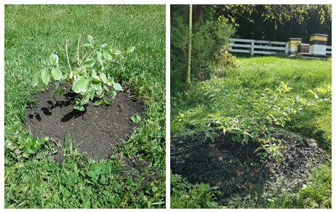 Instant Karma® Elderberry | Shrubs & Trees – Great Garden Plants