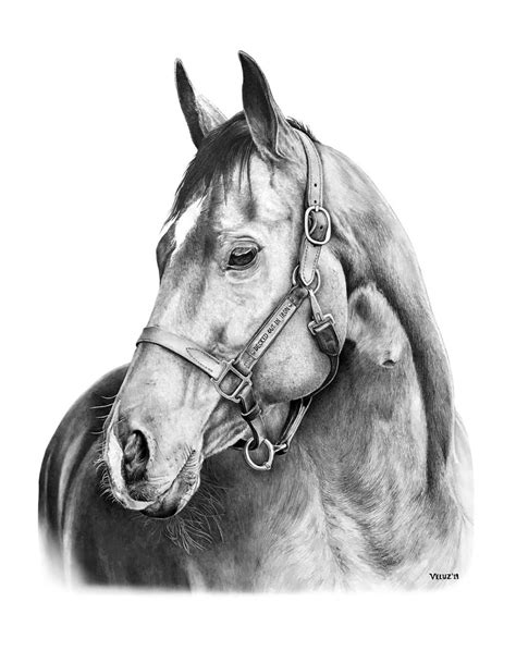 Pencil drawing of race horse Horse Pencil Drawing, Pencil Drawings ...