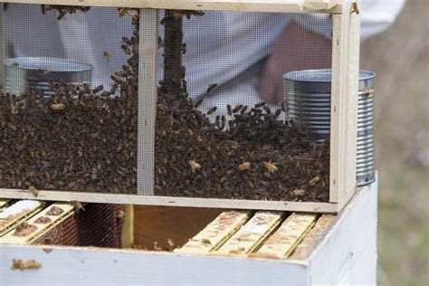 How To Install Package Bees The Beginners Guide