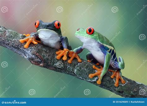 Red Eyed Tree Frog Closeup On Branch Stock Image Image Of Macro