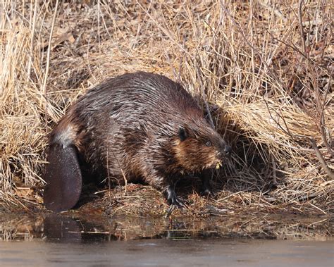 Definitive Guide To North American Beaver Facts, Habitat, Conservation ...