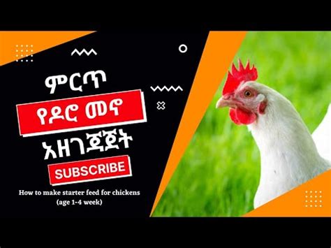 ምርጥ የዶሮ መኖ አዘገጃጀት How To Make Your Own Chicken Feed In Home YouTube