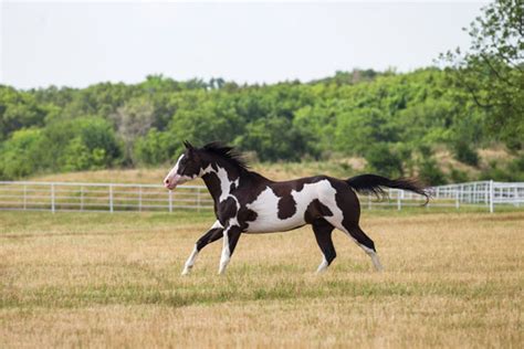 Black Overo Paint Stallion