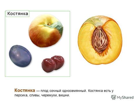 Типы плодов вишни!!!!!!!!!! — Знания.org