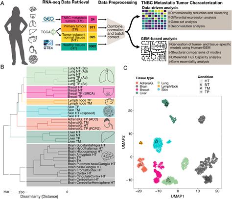 Metastatic Triple Negative Breast Cancer Adapts Its Metabolism To