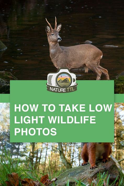 How to Take Low Light Wildlife Photos | Photography basics, Wildlife ...