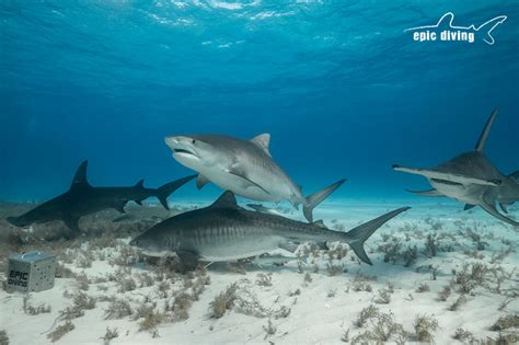 Tiger Beach Diving in the Bahamas - 2019! - Epic Diving