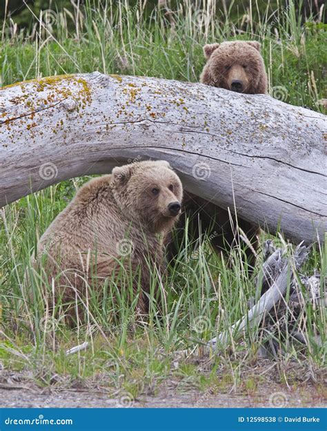 Alaskan Brown Bear Cubs Playing Stock Photo Image Of Alive Play