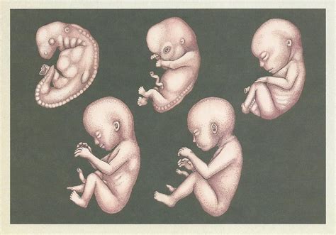 The Stages Of Foetal Development Mosshumla Flickr